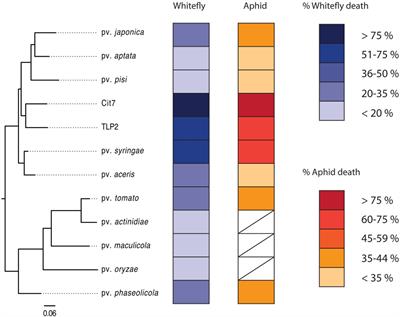 Entomopathogenicity to Two Hemipteran Insects Is Common but Variable across Epiphytic Pseudomonas syringae Strains